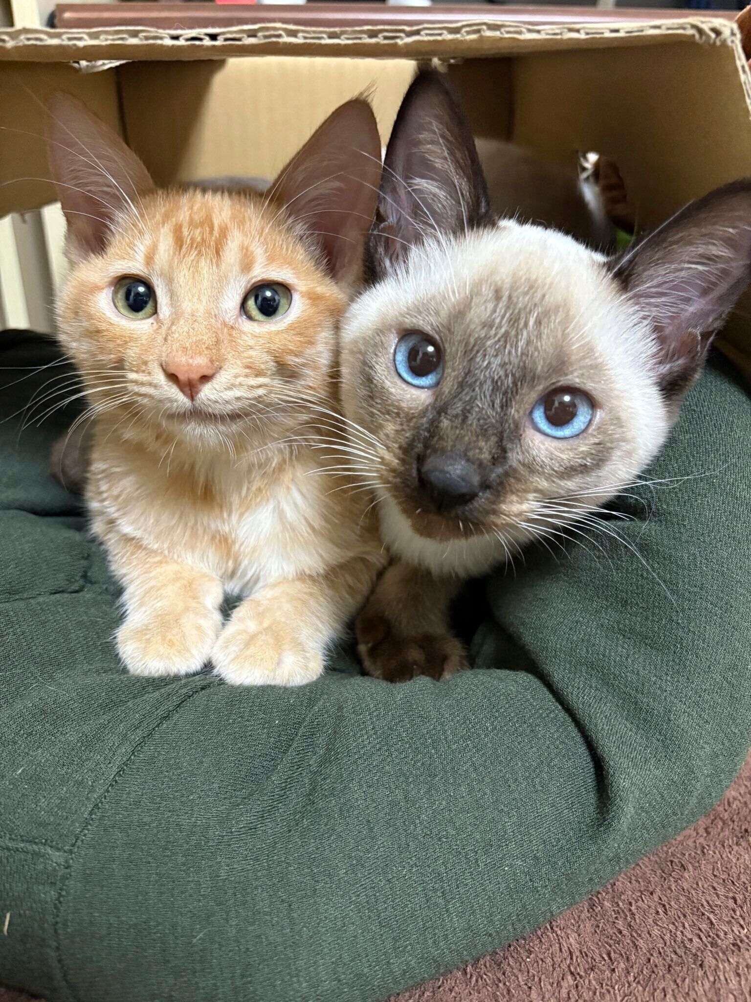 兄弟なのに毛柄が全然違う　サビ猫から生まれたという2匹