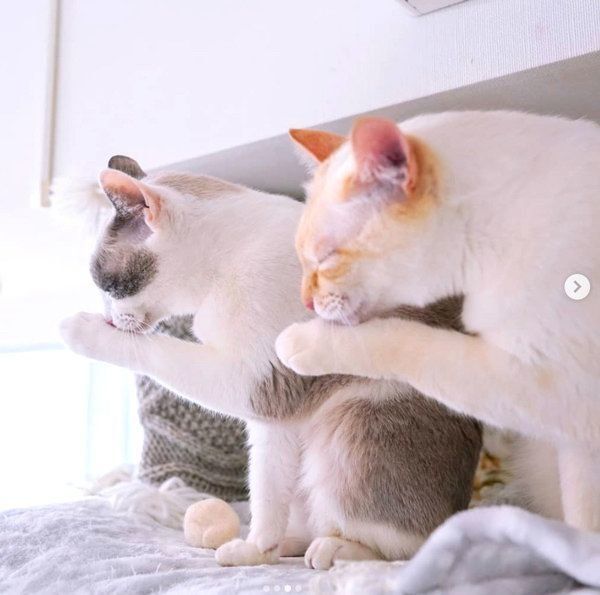 シンクロするチャコたんとすず香ちゃん