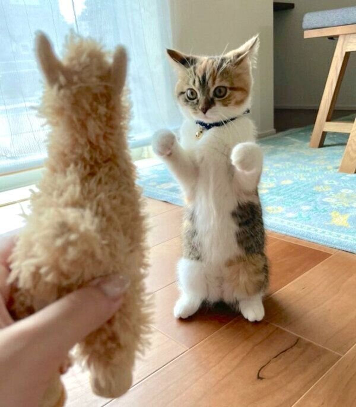 アルパカのぬいぐるみを見て イカ耳ファイティングポーズ をキメる子猫 悶絶必至な展開に ねこのきもちweb Magazine アルパカのぬいぐるみを見て イカ耳ファイティングポーズ をキメる子猫 悶絶必至な展開に ねこのきもちweb Magazine