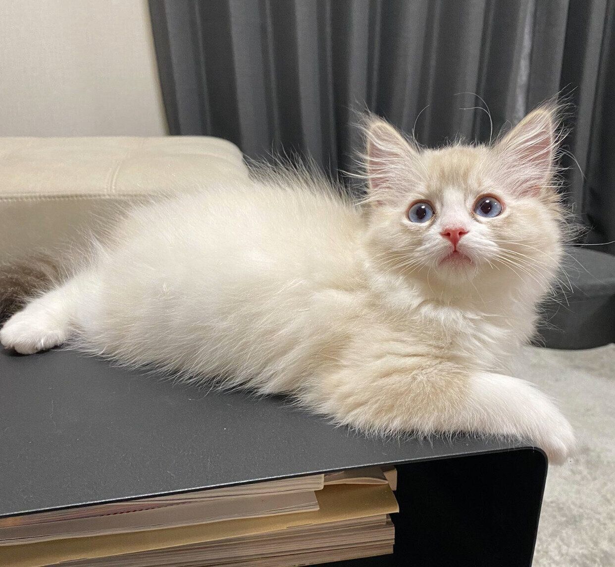 生後3カ月のころに撮影したクレマちゃん