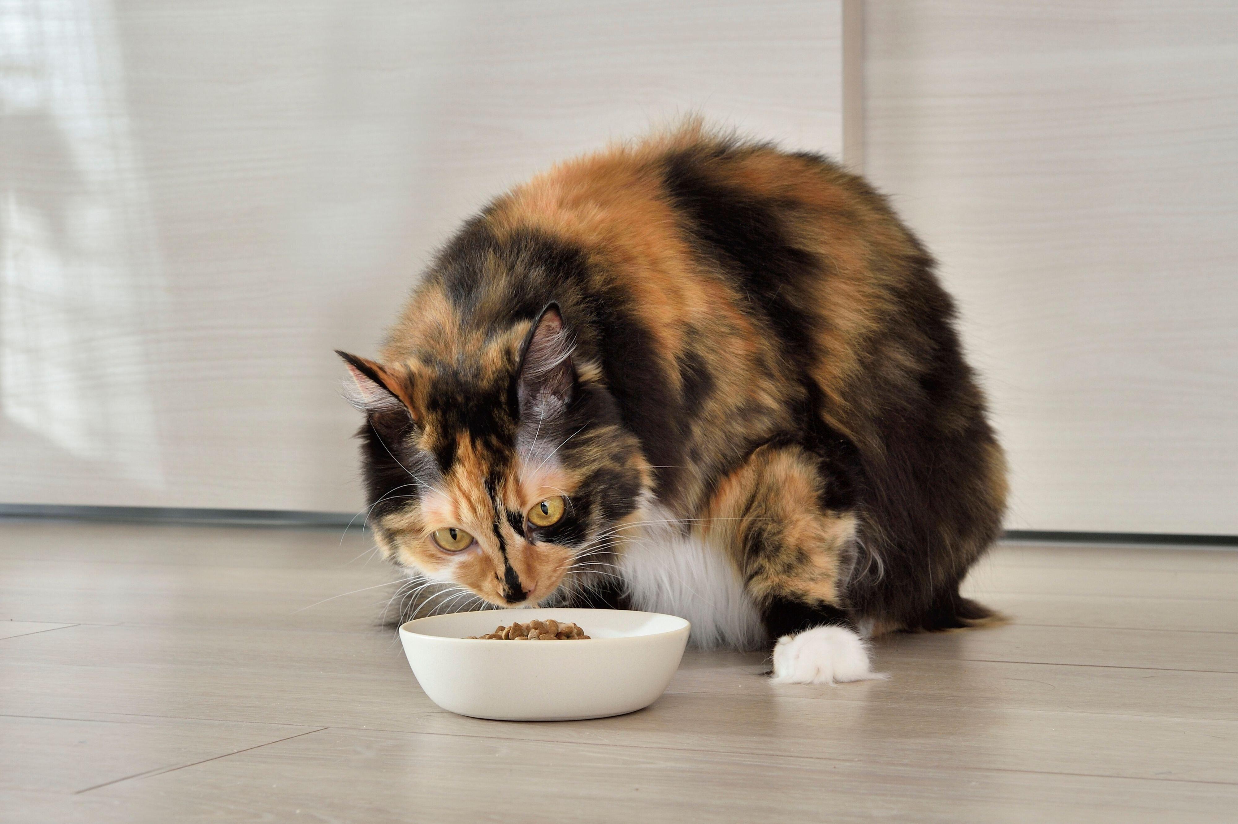 『懐石1dish』を食べる猫