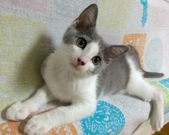 首をかしげる猫