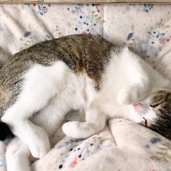 こたつ布団で眠る五郎くん（MIX）