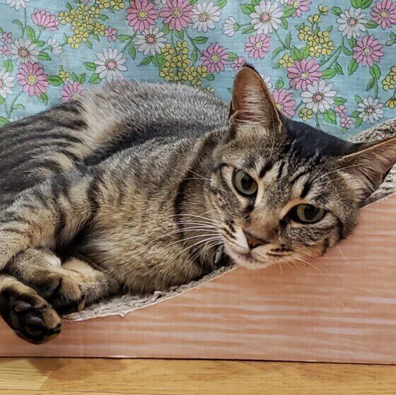 爪とぎ器の上に寝っ転がるキジトラ猫