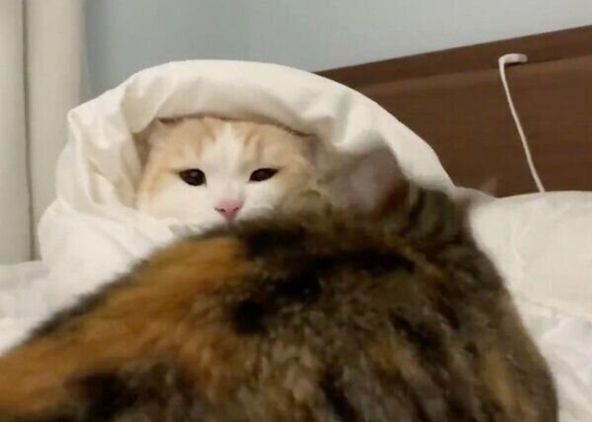 一度だけでなく 二度も 寝ぼけた猫に 小悪魔すぎるキス をした猫の行動に胸キュン ねこのきもちweb Magazine 一度だけでなく 二度も 寝ぼけた猫に 小悪魔すぎるキス をした猫の行動に胸キュン ねこのきもちweb Magazine