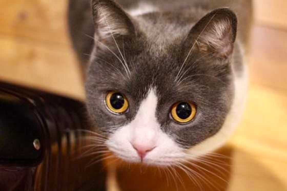 自分を 猫の下僕 と称するのはどんな人 専門家が真面目に分析 ねこのきもちweb Magazine 自分を 猫の下僕 と称するのはどんな人 専門家が真面目に分析 ねこのきもちweb Magazine