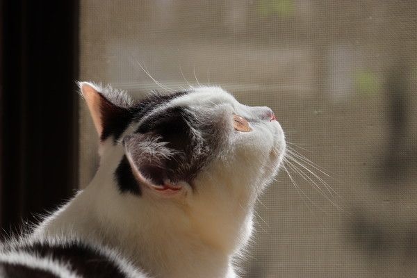 ねこのきもちアプリ