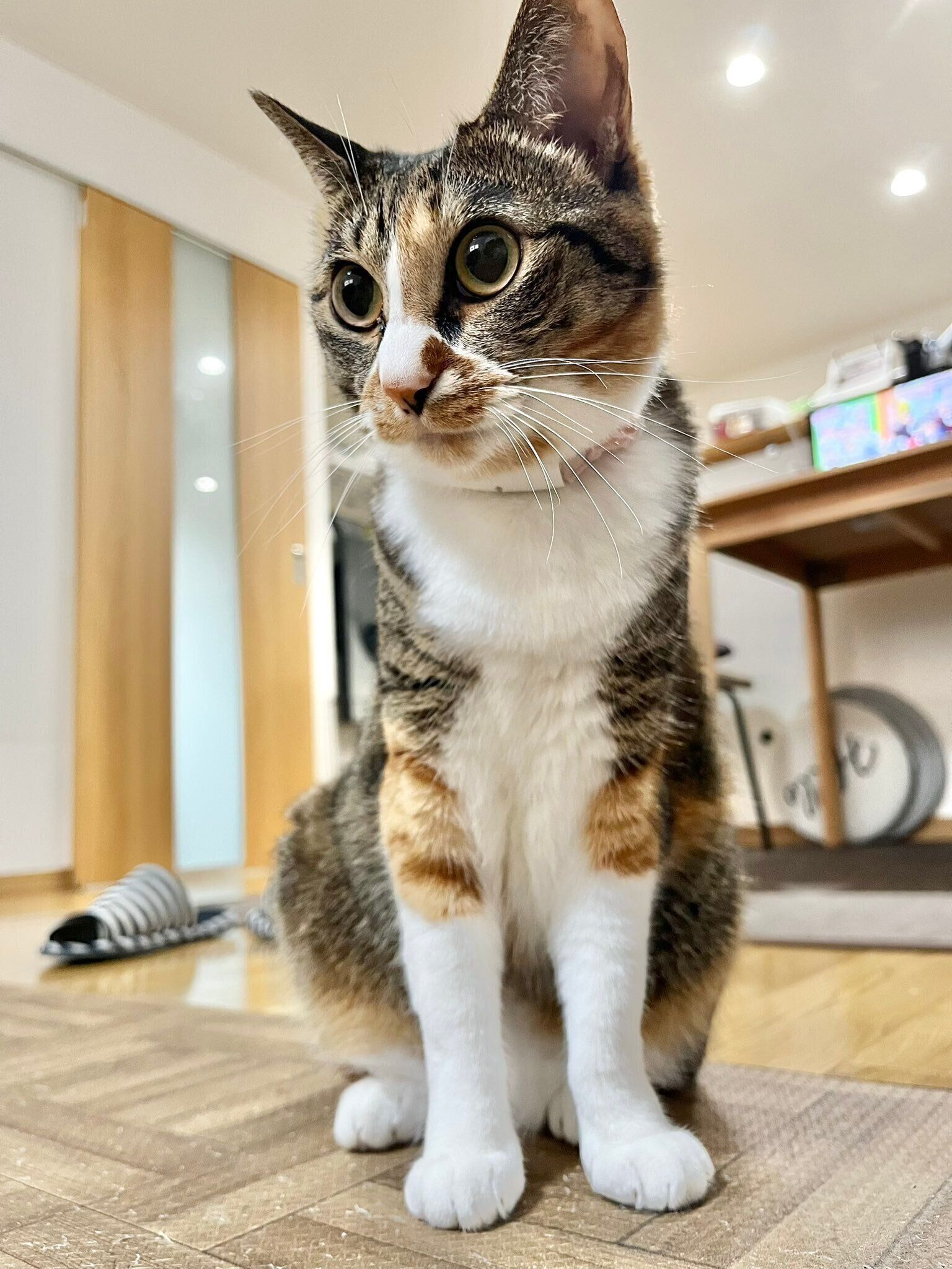 5才になったナナちゃん