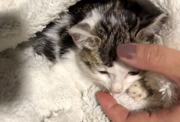 なでてもらううしおくん