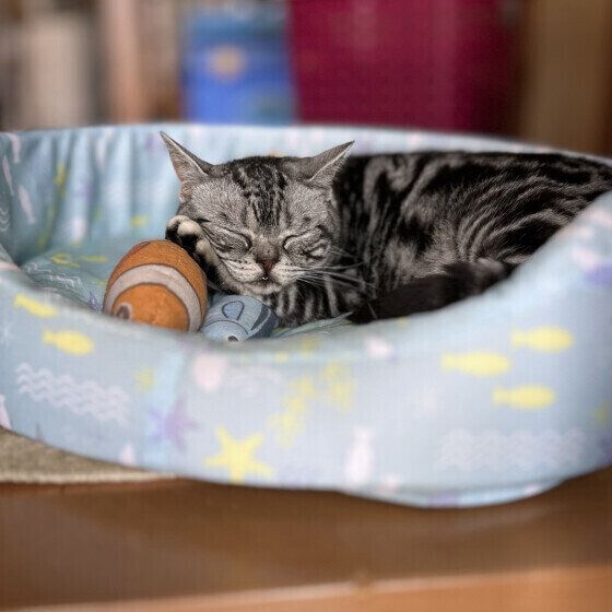 ひんやりベッドでお昼寝するアメリカンショートヘア