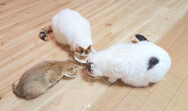 仲良くごはんを食べるライくん・いとさん・カイくん