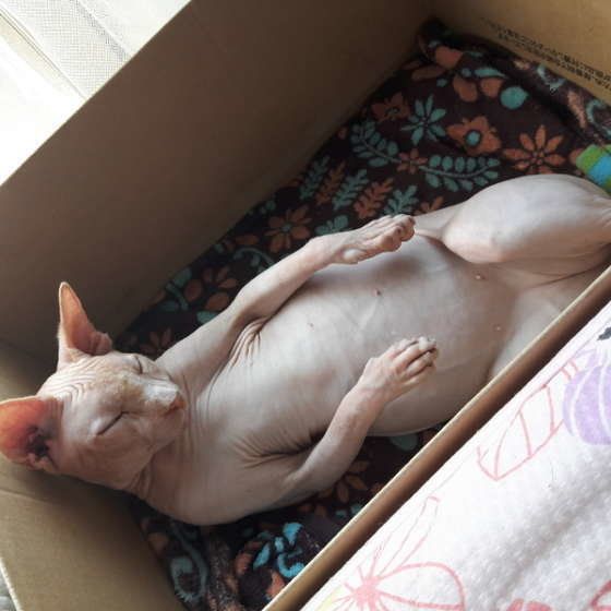 ダンボールに入っているスフィンクス