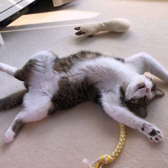 バロン　スコティッシュ　ヘソ天