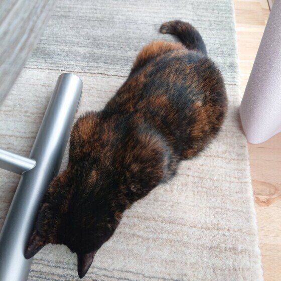 マンチカンの岬ちゃんのごめん寝