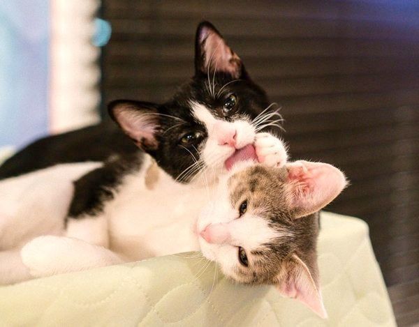 元保護猫・ナナちゃんとハチくん