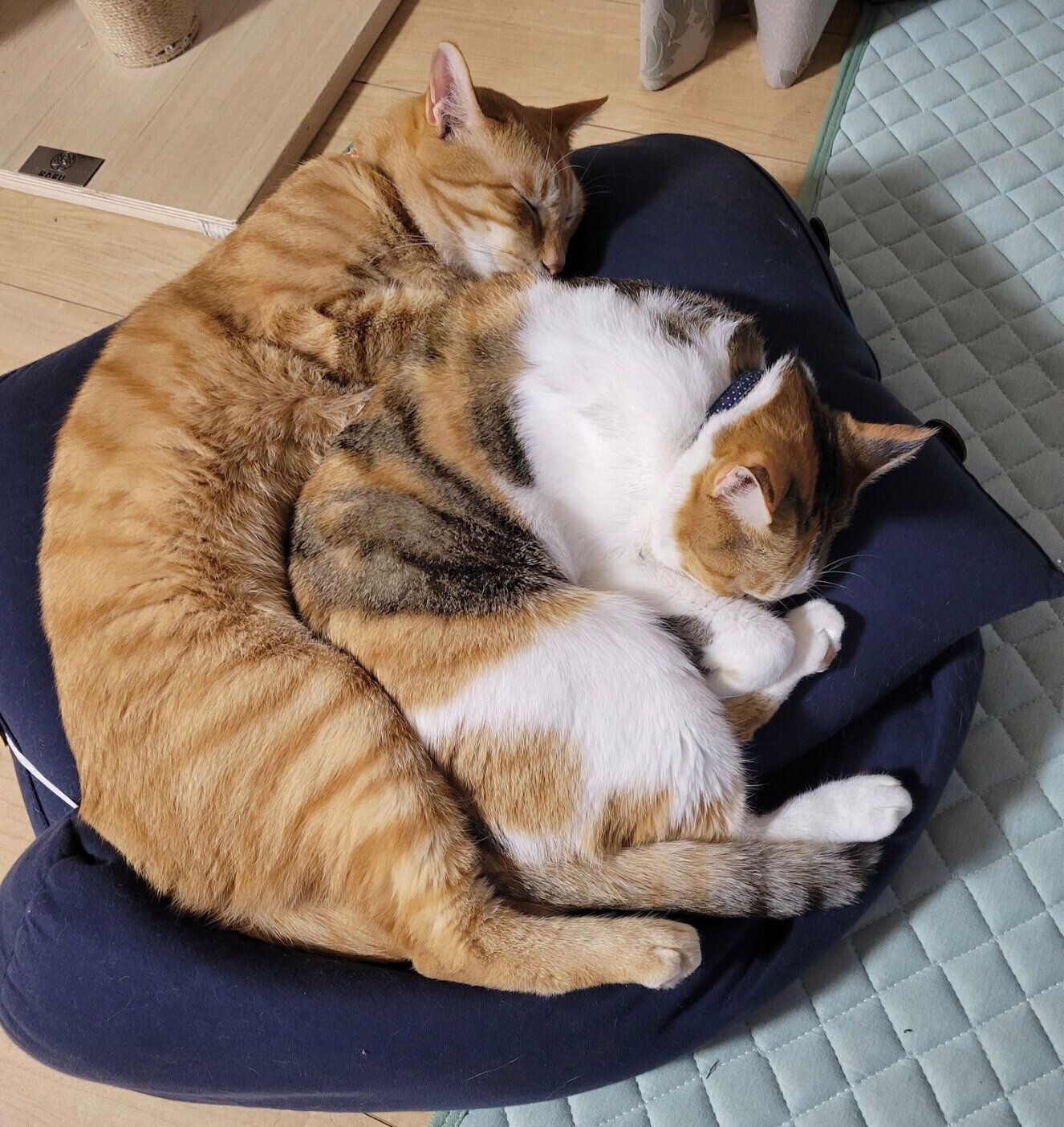 くっつくテンくん、みぃちゃん