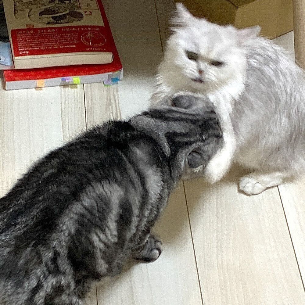 ふにゃまるさん確認用 ふにゃまるさん確認用