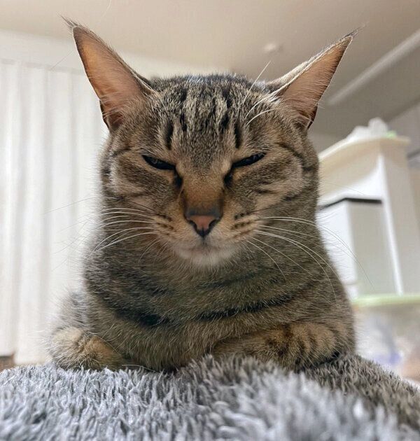 まったりする小豆ちゃん