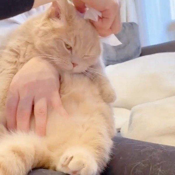 耳掃除にご満悦なここちゃん