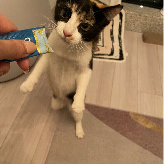 2本足で立つミケ猫