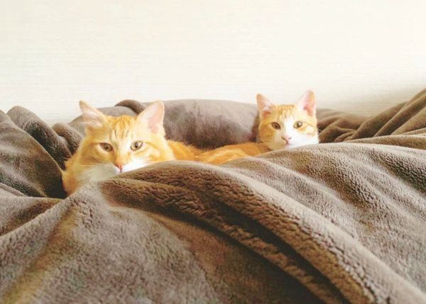 元保護猫・うりちゃんといくらちゃん