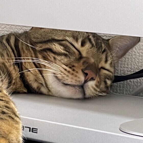 ベンガルのタイガくん♪