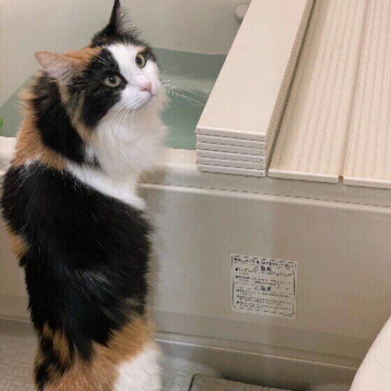 お風呂場にいるみぃちゃん（MIX）