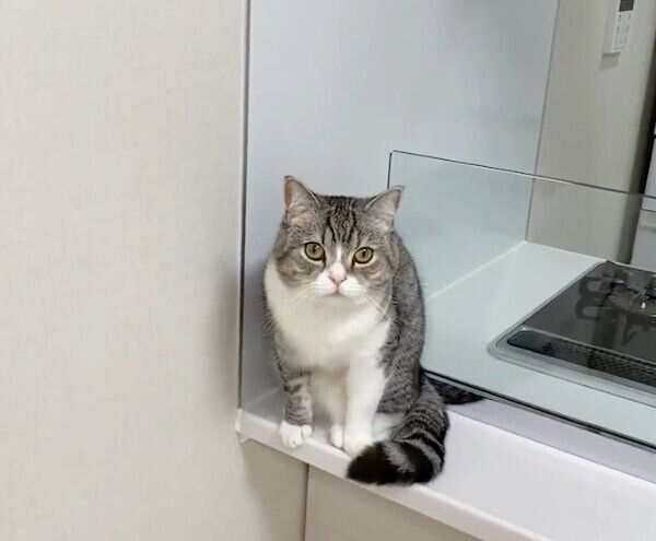 あくびのクセが強すぎるもちまるくん