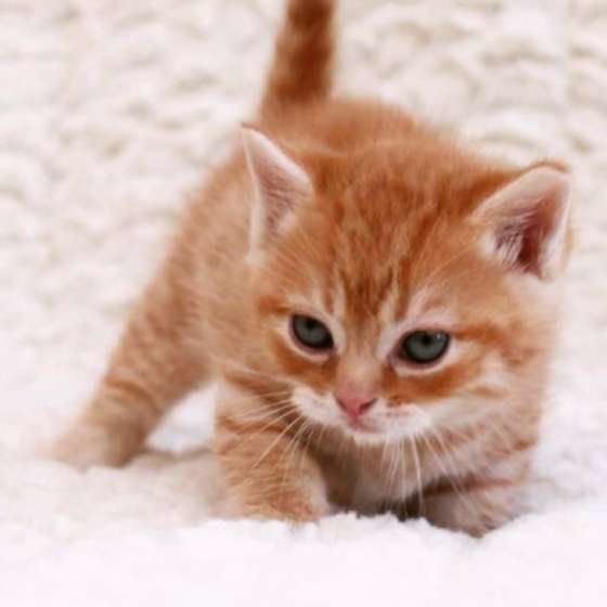 マンチカンの子猫