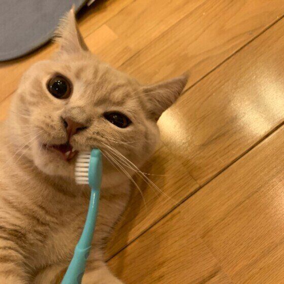 歯磨きするブリティッシュショートヘア（オス）