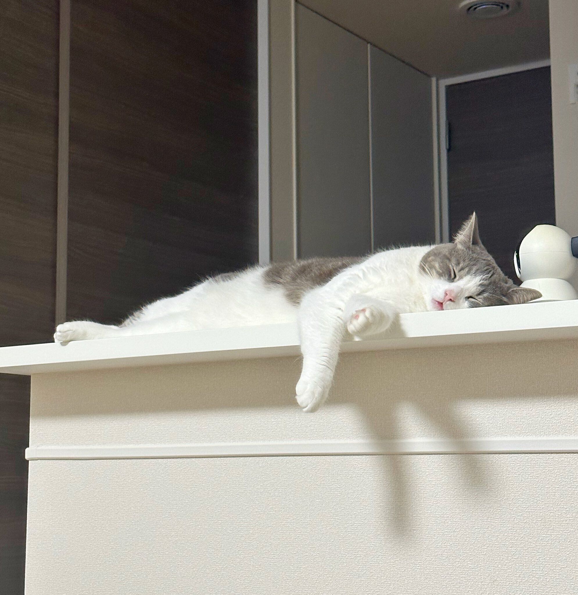 爆睡中のぷくちゃん