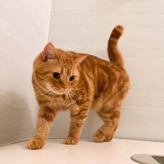 探検するスコティッシュフォールド