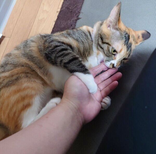 手をぎゅっと握るるるちゃん