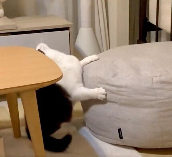 見えない「なにか」と戦うおもちちゃん