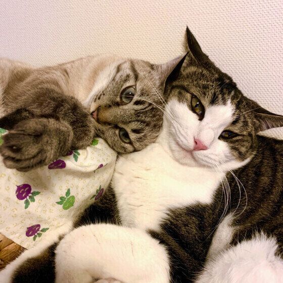 Mix（キジトラ）のキャラちゃん