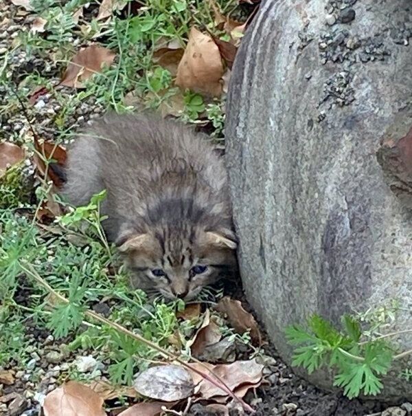 保護当時のよもぎくん