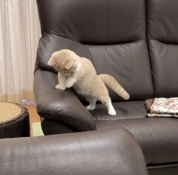 抜け毛と遊ぶ子猫