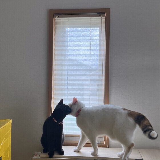 マンチカンのペロちゃんと同居猫ちゃん