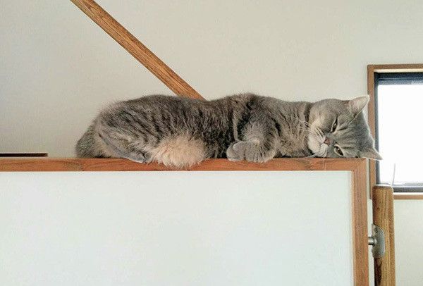 眠るエキゾチックショートヘア