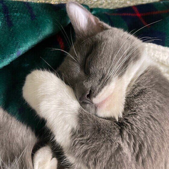 毛布の上で眠るMIXグレーのあずきちゃん