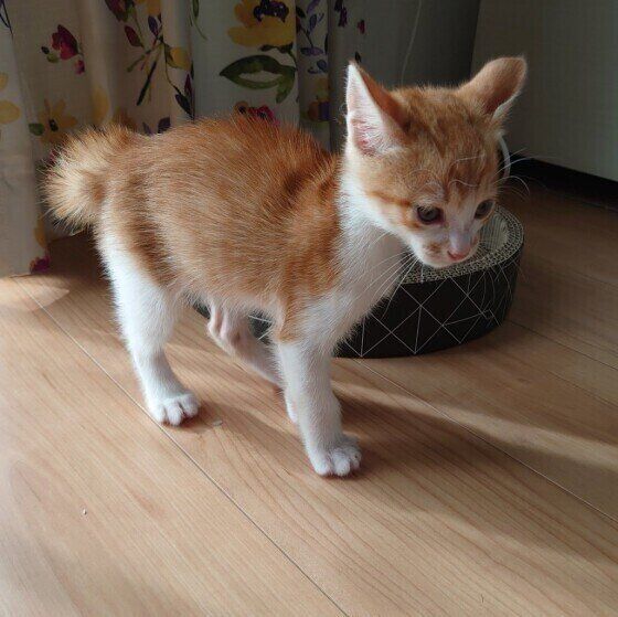 茶×白・きなこくんの短いしっぽ