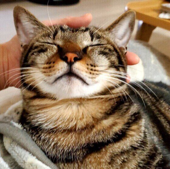 Mix（サバトラ）のこてつくん♪