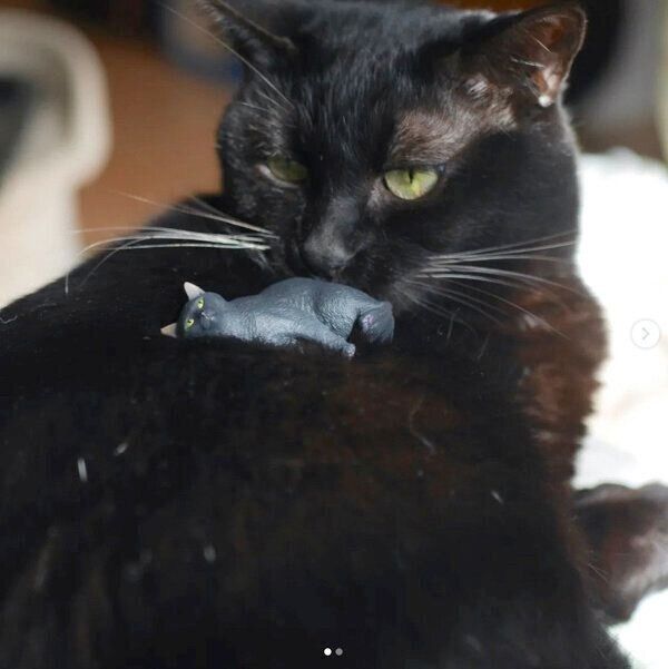 カプセルトイ「AIP 森口修の猫 フィギュアマスコット２～新色～」