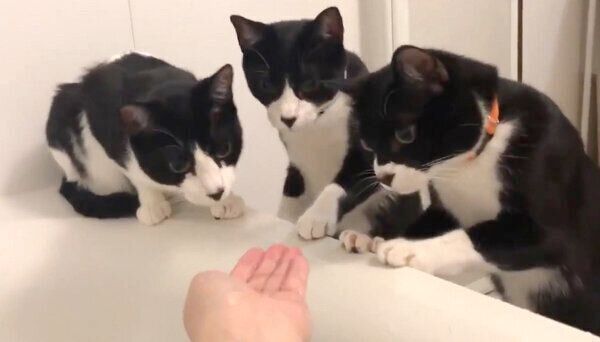 恐る恐るお湯を見つめるハチワレトリオ