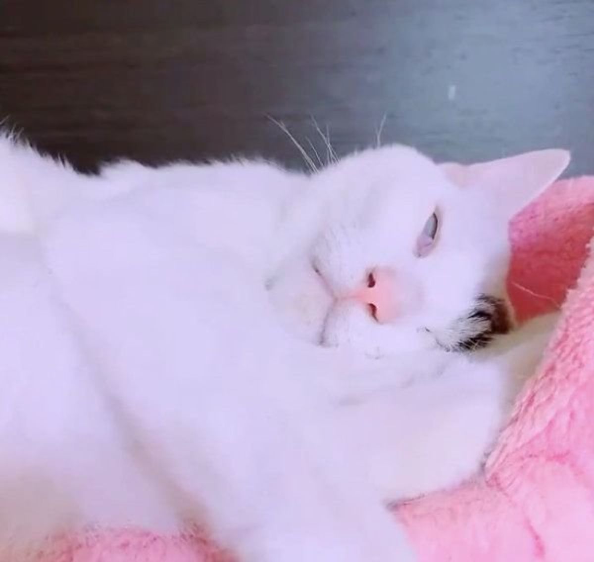 なんという顔だ 熟睡しすぎるがあまりスゴイ目をしてしまう猫たち ねこのきもちweb Magazine なんという顔だ 熟睡しすぎるがあまりスゴイ目をしてしまう猫たち ねこのきもちweb Magazine