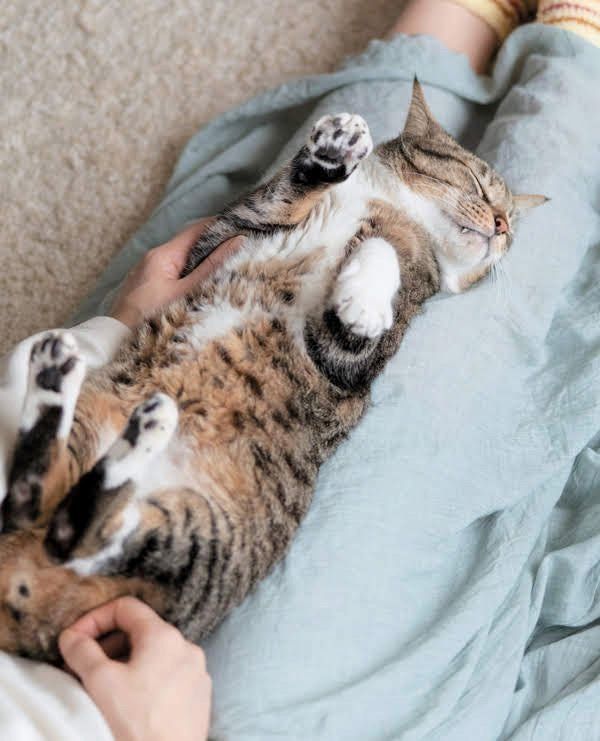 飼い主さんに身をゆだねる猫