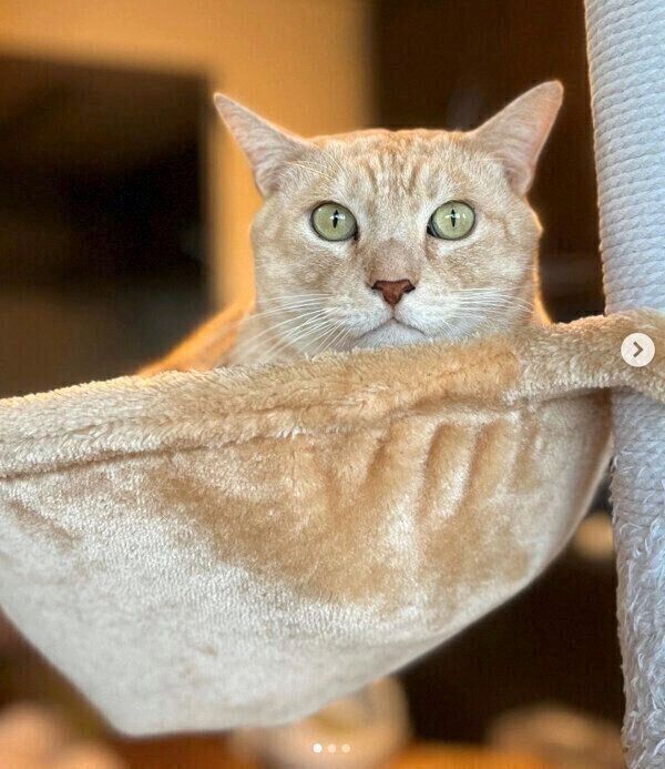 くつろぐにゃーにゃくん