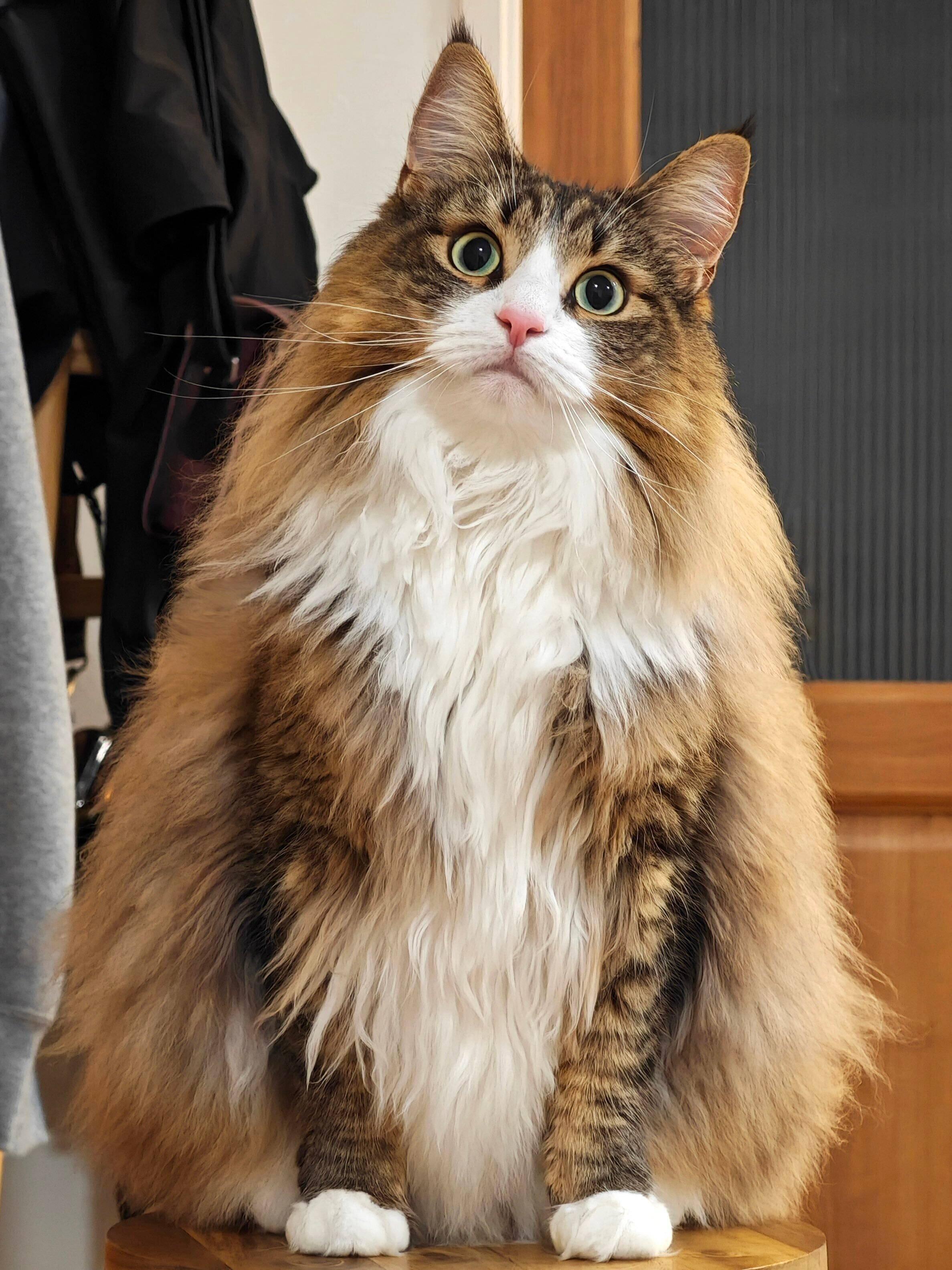 見つめるしろあんちゃん