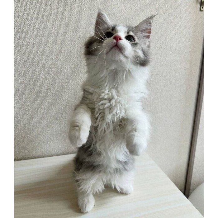 2本足で立つにんちゃん