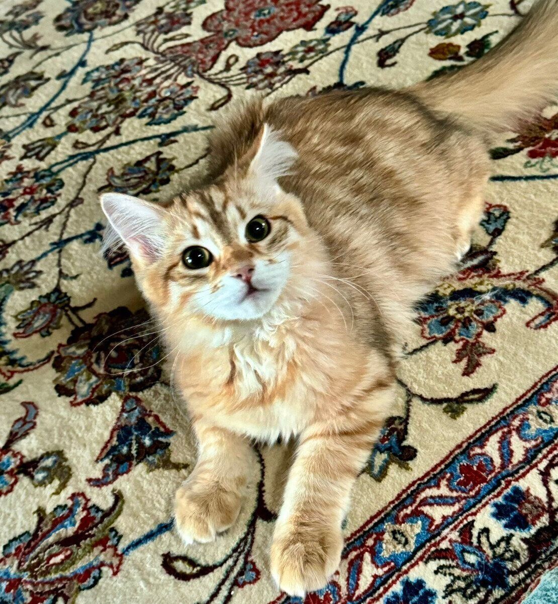 見つめるブランくん